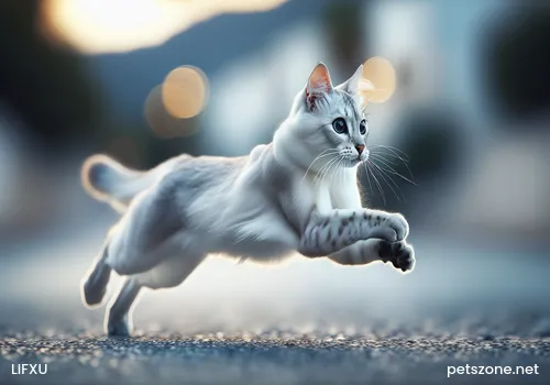 Exotic Shorthair Cat Exotic Shorthair Cat