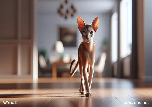 Canadian Sphynx Cat Canadian Sphynx Cat