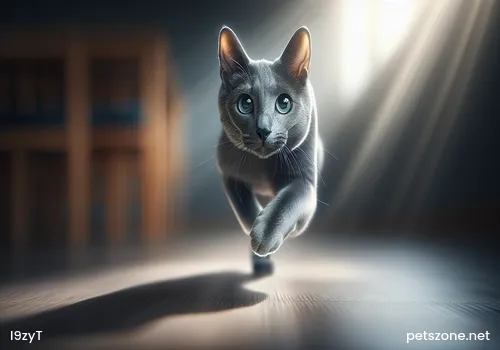 Shandong Lion Cat Shandong Lion Cat