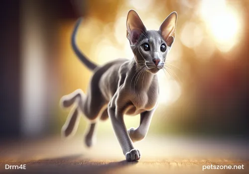 Two-step training method makes cats obedient Two-step training method makes cats obedient