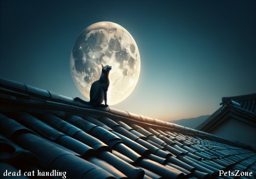 How to Deal with a Dead Cat