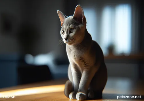 Burmese Cat Burmese Cat
