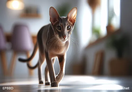 What Can Cats Eat to Gain Weight