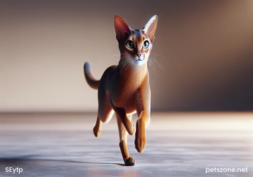 Chinchilla Chinchilla