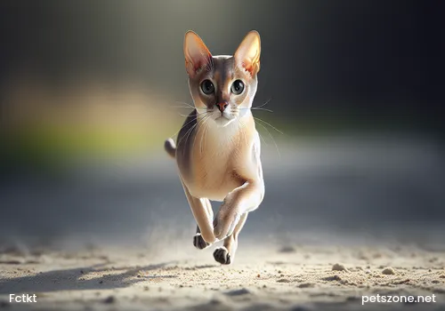 Techniques for Properly Training Cats