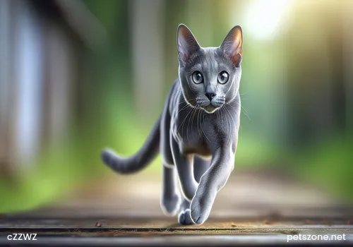 Six principles to adhere to when training cats Six principles to adhere to when training cats