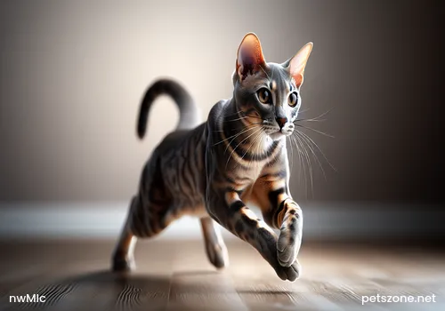 How to Train a Kitten to Play Dead? How to Train a Kitten to Play Dead?