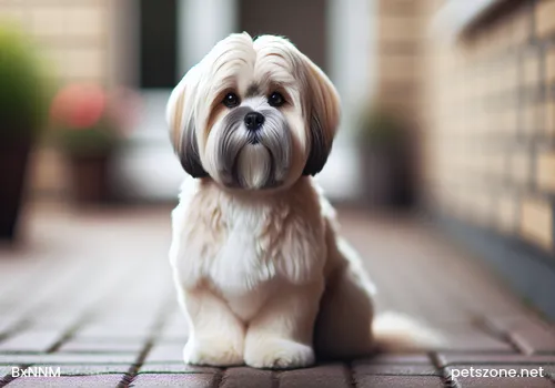 Why do dogs spin around before pooping Why do dogs spin around before pooping