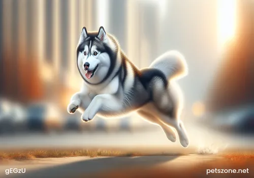 How to Care to Keep Dogs' Teeth Healthy? How to Care to Keep Dogs' Teeth Healthy?