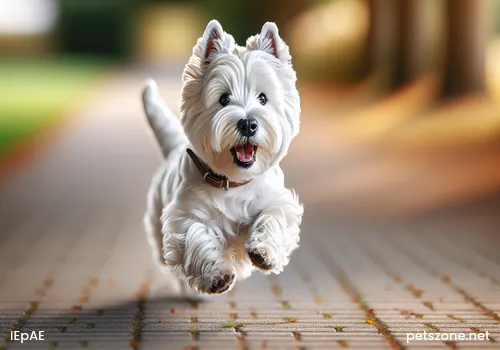 Morphological Characteristics of the Belgian Groenendael Sheepdog Morphological Characteristics of the Belgian Groenendael Sheepdog