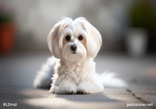Why can't dogs play with sticks? Why can't dogs play with sticks?
