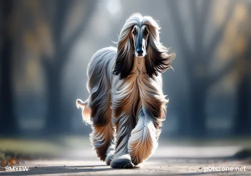 How is the Scottish Shepherd Dog? Introduction to the Personality Traits of the Scottish Shepherd Dog How is the Scottish Shepherd Dog? Introduction to the Personality Traits of the Scottish Shepherd Dog