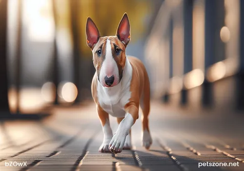 What to Do About Dogs Barking Randomly? How to Correct Dogs Barking Randomly What to Do About Dogs Barking Randomly? How to Correct Dogs Barking Randomly