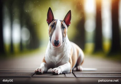 Why do Malinois like to bite their owners