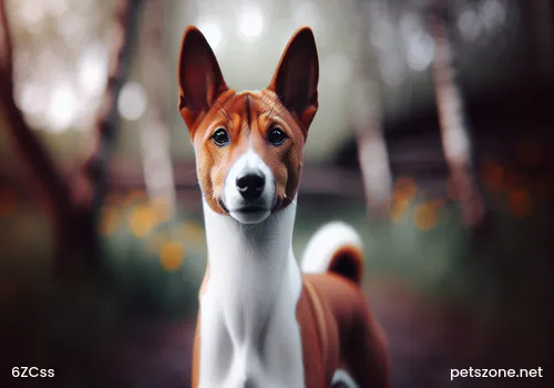 What Issues Does the 'Top Student Dog' Imply What Issues Does the 'Top Student Dog' Imply