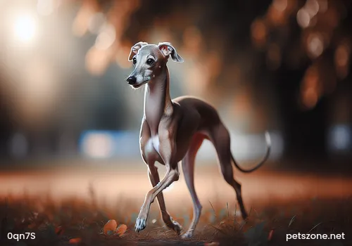 What to do if a poodle keeps barking after just being brought home? What to do if a poodle keeps barking after just being brought home?