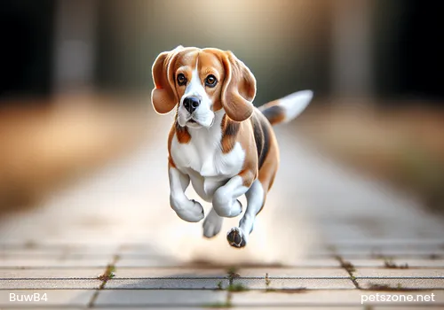 Does a Labrador Shed
