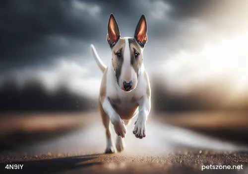 Several Major Benefits of Taking Dogs to the Beach in Summer Several Major Benefits of Taking Dogs to the Beach in Summer