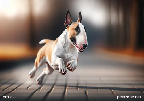 Understanding Dog Paws and Common Misconceptions About Them Understanding Dog Paws and Common Misconceptions About Them