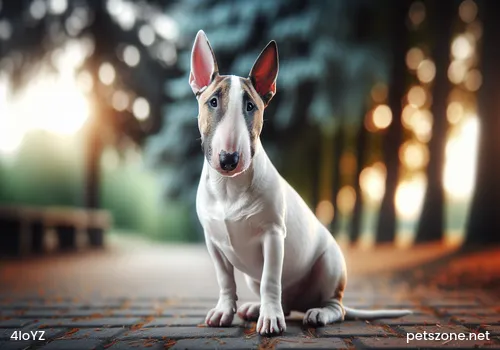 The Five Common Skin Diseases of Chihuahuas