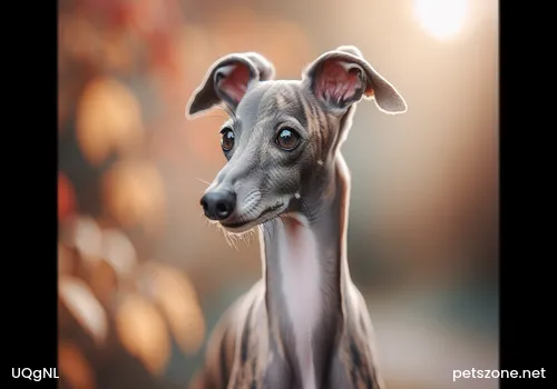 Are poodles all curly?