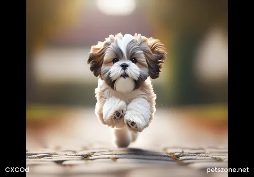 How to Train a Puppy