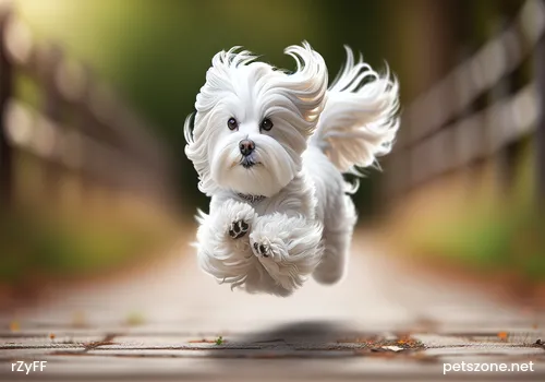 Does Samoyed Shed Easily Does Samoyed Shed Easily