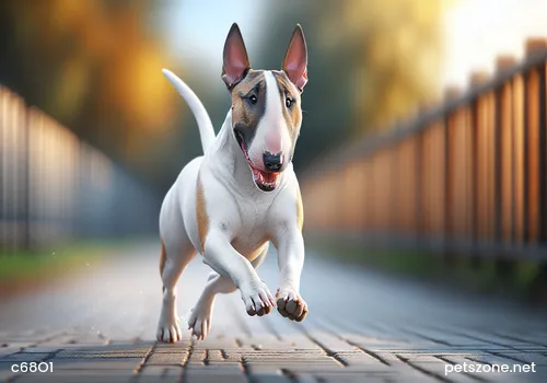 How to Treat Border Collie Mites