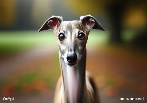 【Test】A Small Test of Dogs' Sensory Reactions 【Test】A Small Test of Dogs' Sensory Reactions