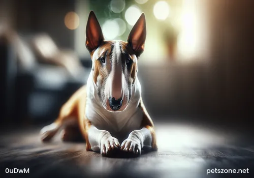 Several Common Mistakes Owners Easily Make When Walking Dogs Several Common Mistakes Owners Easily Make When Walking Dogs