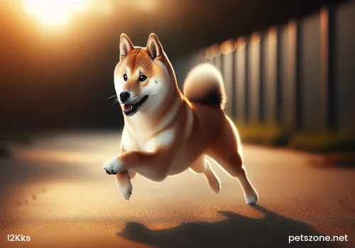 What is the standard of the Husky What is the standard of the Husky