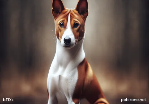 Reasons for Not Raising Border Collies