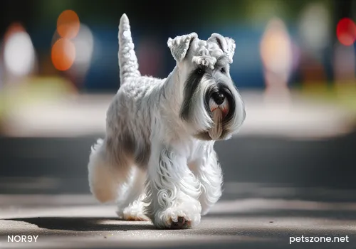 Methods of Training Dogs Methods of Training Dogs