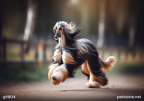 How to Tell If a Golden Retriever Is Purebred How to Tell If a Golden Retriever Is Purebred