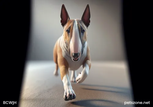 How is the Chihuahua's Personality? Is the Chihuahua Easy to Raise? How is the Chihuahua's Personality? Is the Chihuahua Easy to Raise?