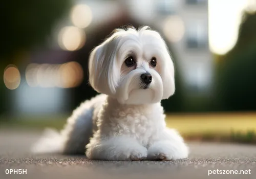 Three Matters to Pay Attention to When Raising a Samoyed Puppy at Home Three Matters to Pay Attention to When Raising a Samoyed Puppy at Home