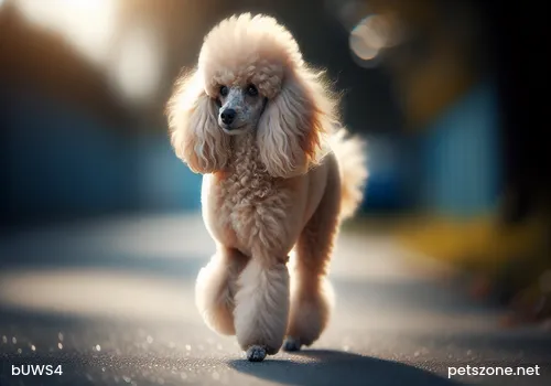 Principles for Choosing Toys for Dogs Principles for Choosing Toys for Dogs
