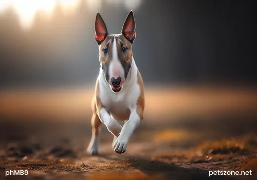 Beagle Beagle