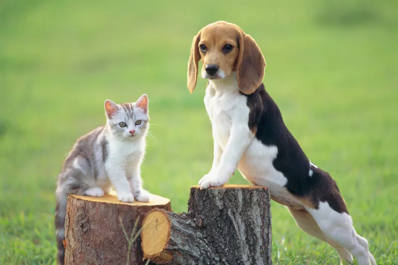 Can Cats and Dogs Live Together? Pitfall Guide + Tips for Harmony, Easy for Beginners