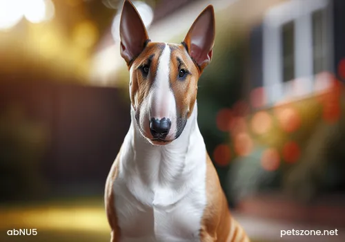 Inventory of the Six Most Difficult Dogs to Train, Husky Included