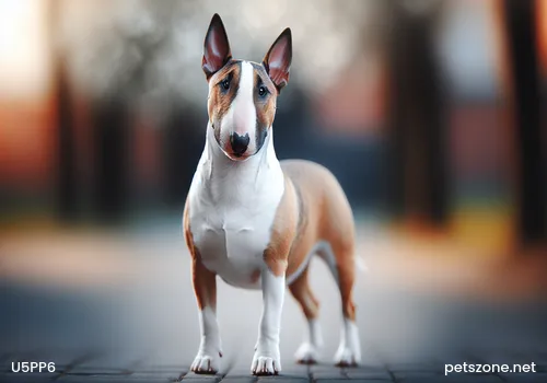 Inventory of the Six Most Difficult Dogs to Train, Husky Included