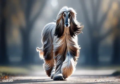 How to Walk Dogs in Winter? How to Protect Dogs' Paws When Walking Them in Winter? How to Walk Dogs in Winter? How to Protect Dogs' Paws When Walking Them in Winter?