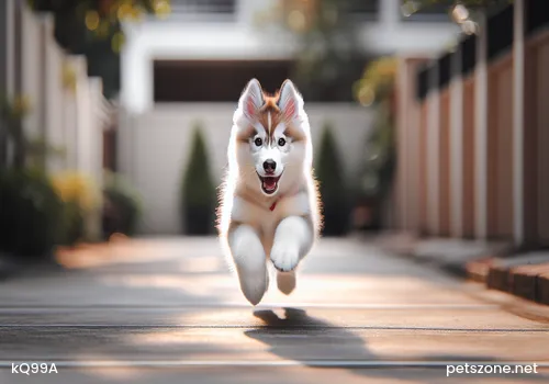 The Personality Traits of the Finnish Hound The Personality Traits of the Finnish Hound
