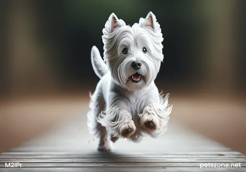 What is the Cause of Hematuria in Poodles