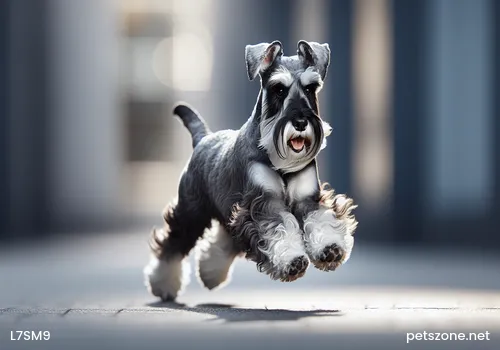 What to Do with Dogs on Haze Days? What to Do with Dogs on Haze Days?