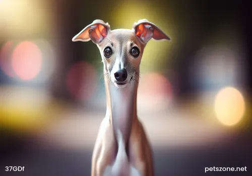 How to Care for Elderly Dogs How to Care for Elderly Dogs