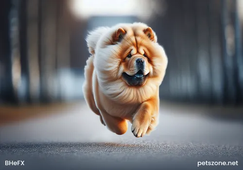 Which is More Expensive, Shiba Inu or Akita