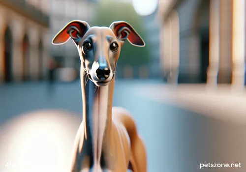 What to do if the dog does not eat properly What to do if the dog does not eat properly