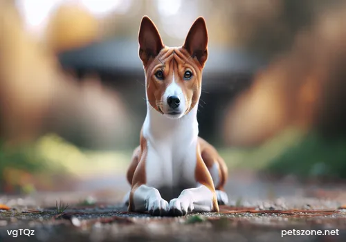 What is a Show-quality Golden Retriever? What are the Differences between Show-quality and Pet-quality Golden Retrievers? What is a Show-quality Golden Retriever? What are the Differences between Show-quality and Pet-quality Golden Retrievers?