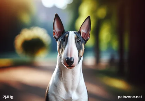 How to Train Dogs to Defecate and Urinate at Designated Spots Precautions for Training Dogs to Defecate and Urinate at Designated Spots How to Train Dogs to Defecate and Urinate at Designated Spots Precautions for Training Dogs to Defecate and Urinate at Designated Spots